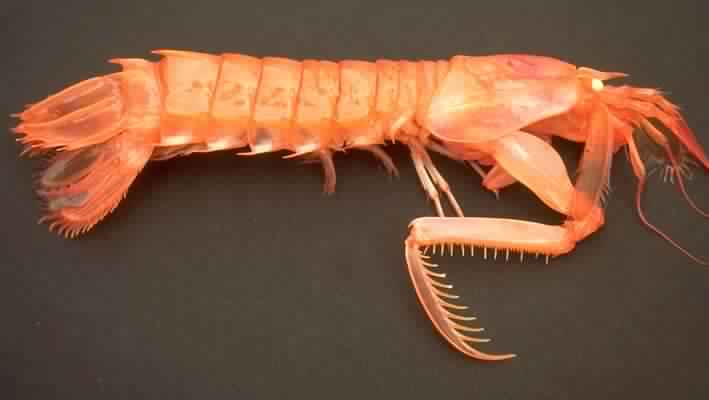 Представитель Семейства Indosquillidae